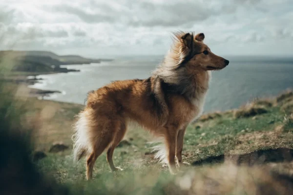 Sable Shetland Sheepdog standing on a windswept hillside with a cloudy coastal backdrop