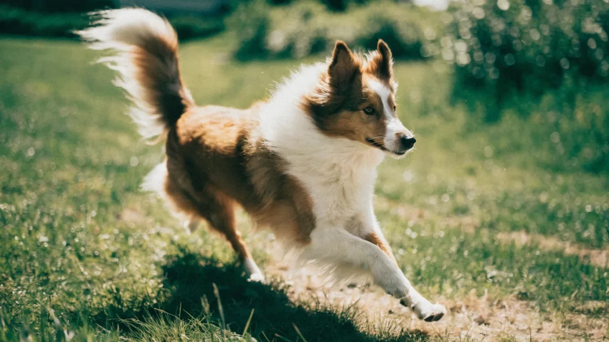 Shetland Sheepdog Exercise Needs: Activity for an Agile Herder