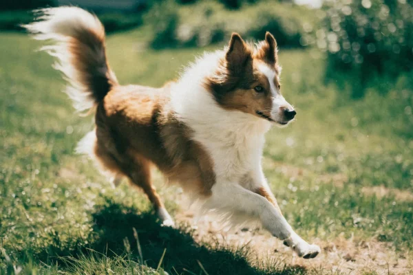 Sable Shetland Sheepdog running through a grassy field during exercise