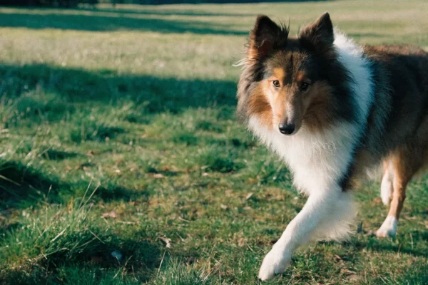 Sable-and-white Shetland Sheepdog standing alert in a grassy meadow