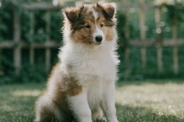 Sable-and-white Shetland Sheepdog puppy sitting alert on a grassy lawn