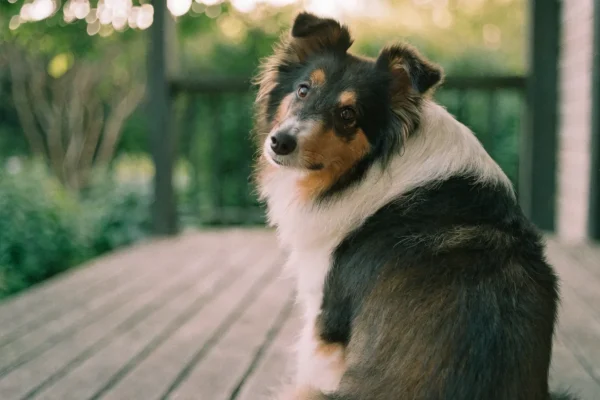 Tricolor Shetland Sheepdog sitting attentively on a wooden porch with head tilted in soft afternoon light