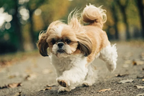 Gold and white Shih Tzu walking briskly along a leaf-covered park path
