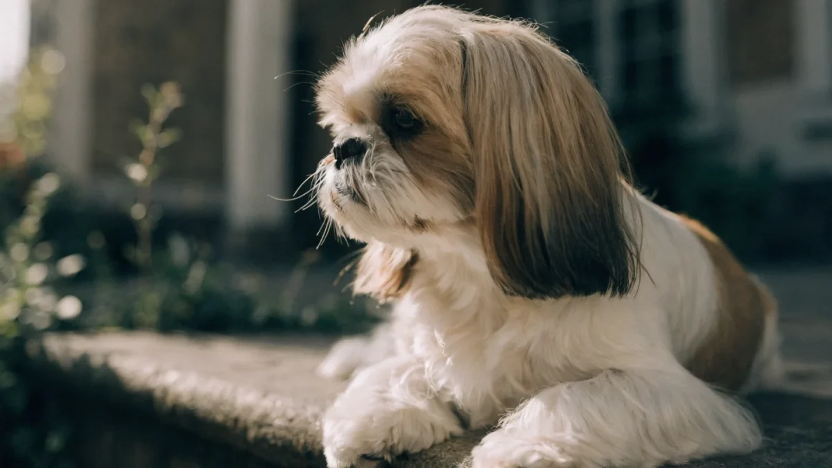 Shih Tzu: The Complete Breed Guide