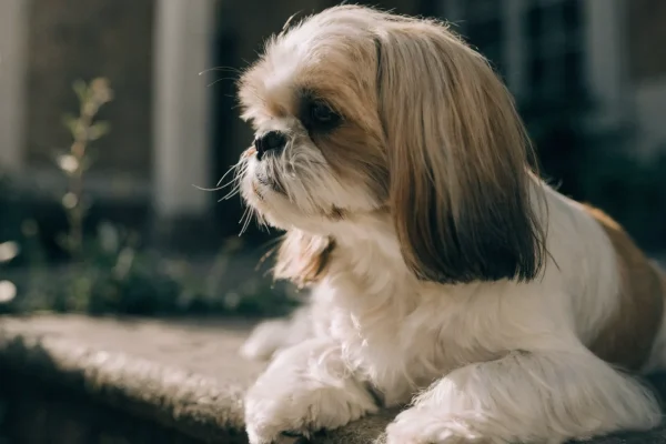 Shih tzu with flowing white-and-gold coat sitting on a stone step in soft morning garden light