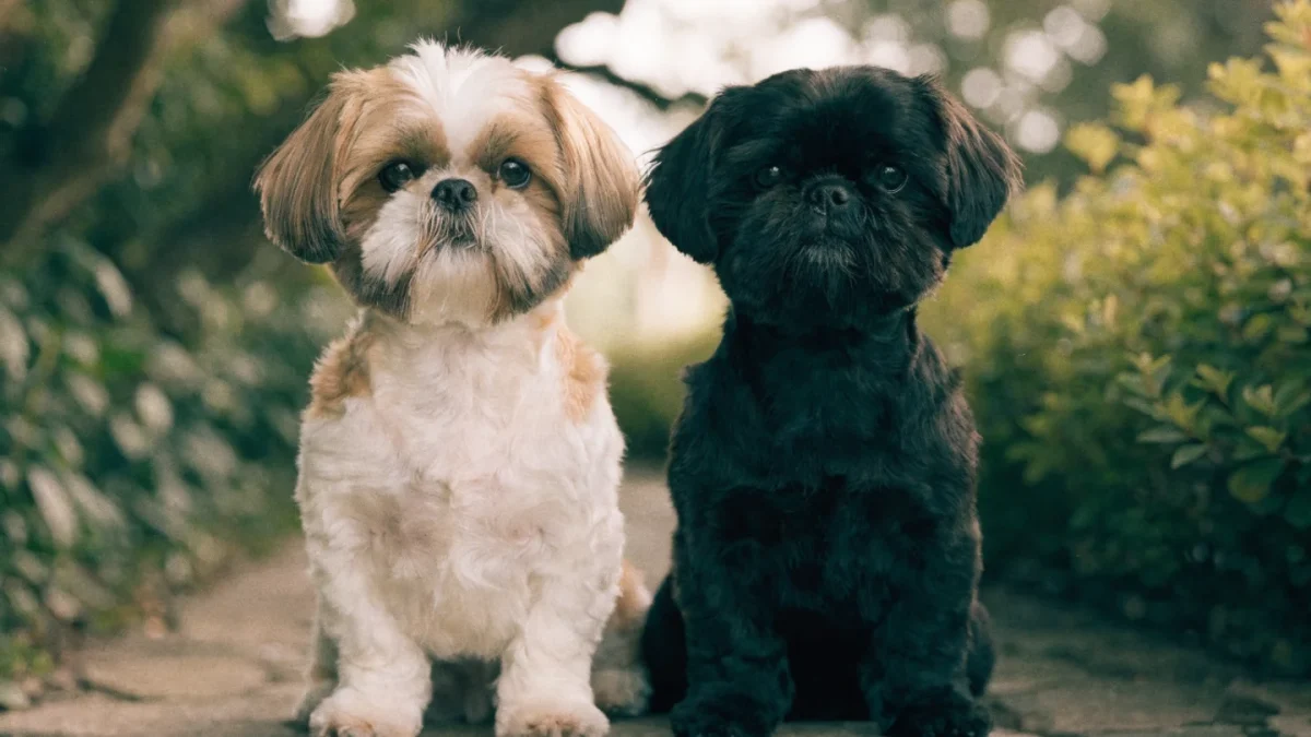 Shih Tzu Genetics: Coat Colors, Brachycephaly, and Breed-Specific DNA