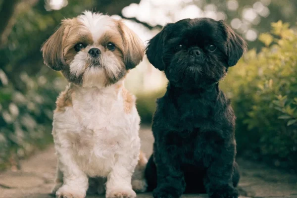 Gold-and-white and solid black Shih Tzus together outdoors, showing the breed's coat color variety