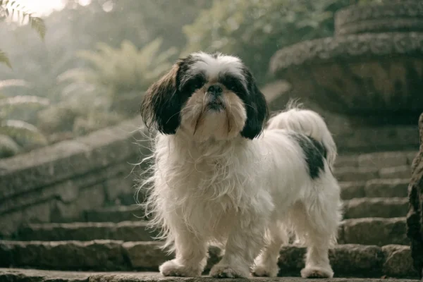 Shih tzu standing on weathered stone steps in a misty Asian-inspired garden setting