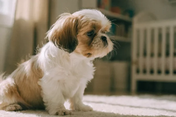 Shih Tzu puppy sitting on a rug in a home nursery setting