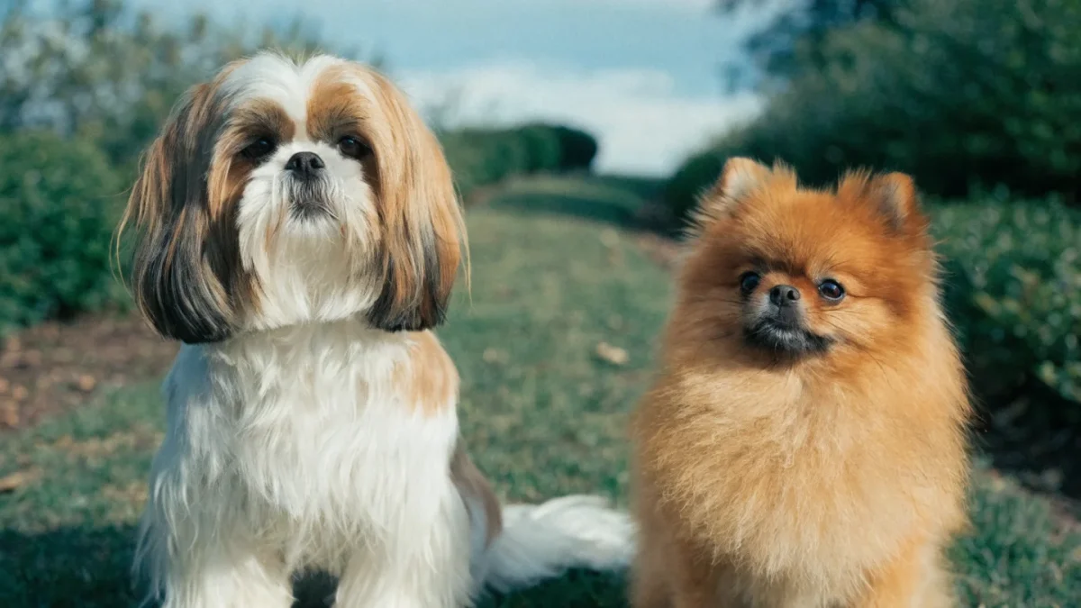 Shih Tzu vs Pomeranian: Small Companion Breeds Compared