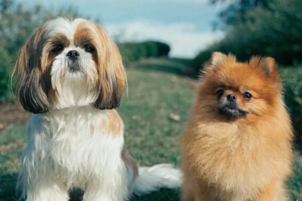 Shih Tzu and Pomeranian sitting side by side showing their size and coat differences