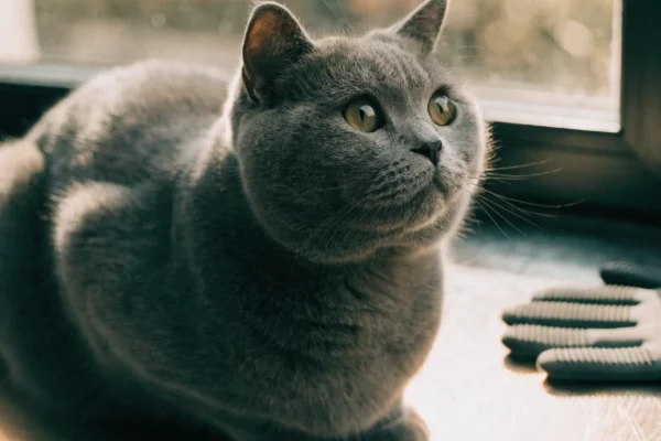 British Shorthair cat with dense plush grey coat ready for grooming