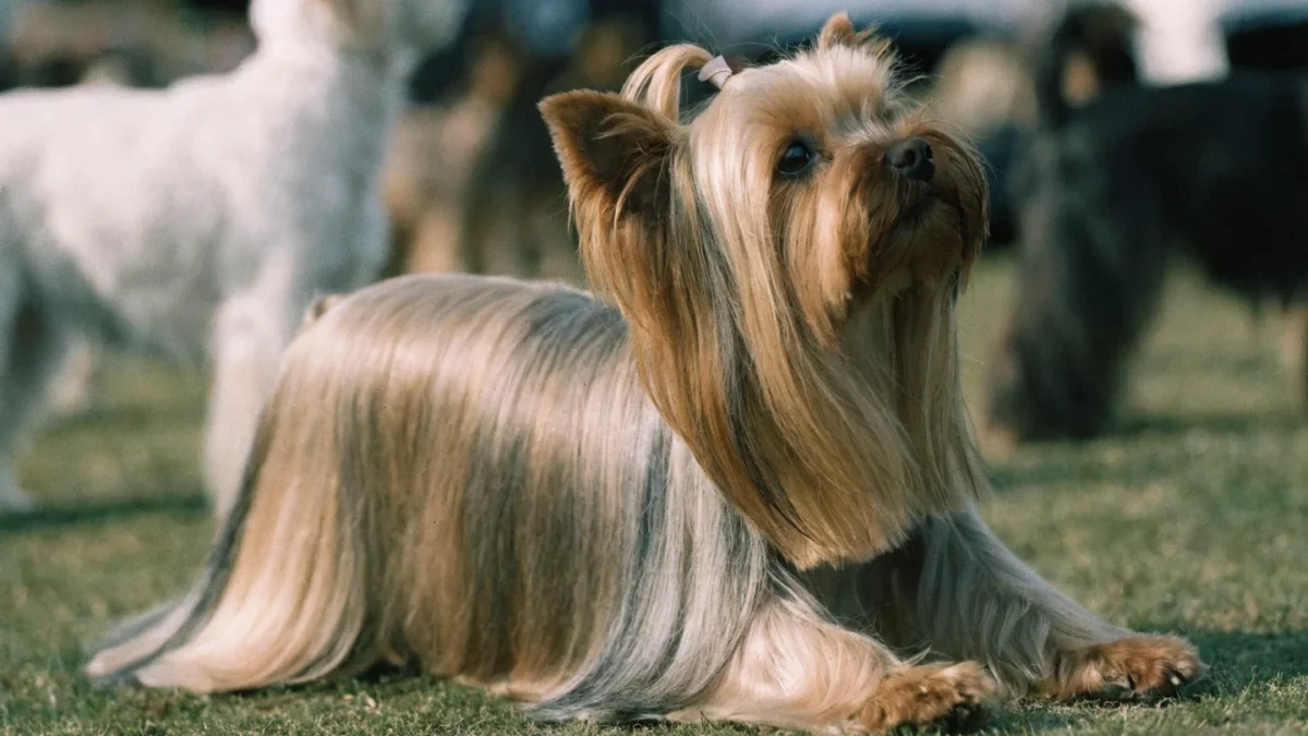 Show Grooming for Long-Coated Breeds: Standards and Prep
