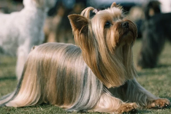 Yorkshire Terrier in full show coat with topknot tied with ribbon at an outdoor dog show