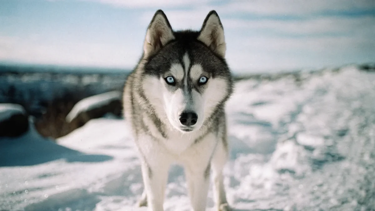 5 Common Misconceptions About Siberian Huskies