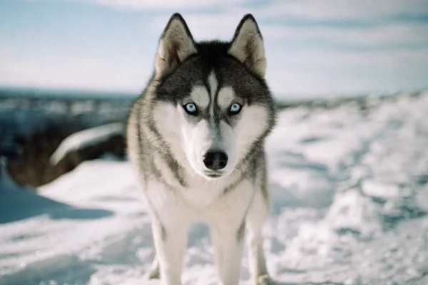 Siberian Husky with thick double coat standing in a snowy landscape