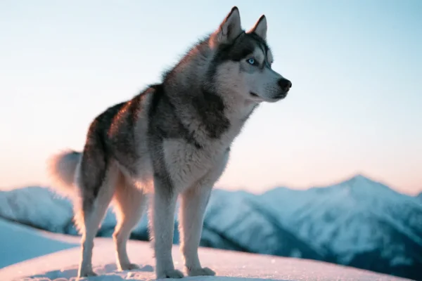 Siberian Husky with blue eyes standing on a snowy ridge at dawn with mountains in the background