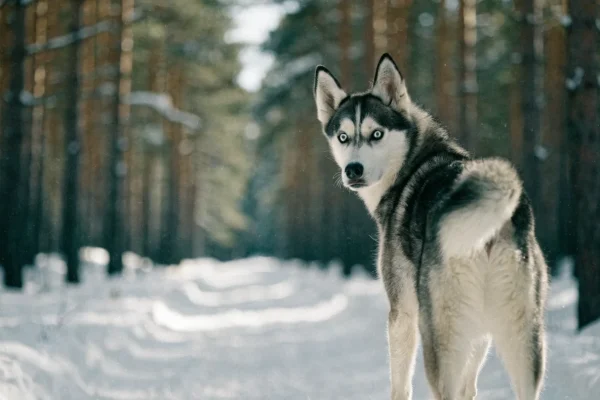 Siberian Husky with heterochromia standing in a snowy forest, showing one blue and one brown eye