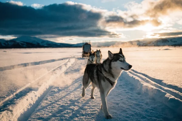 Team of Siberian Huskies pulling a sled across a snowy tundra landscape at golden hour