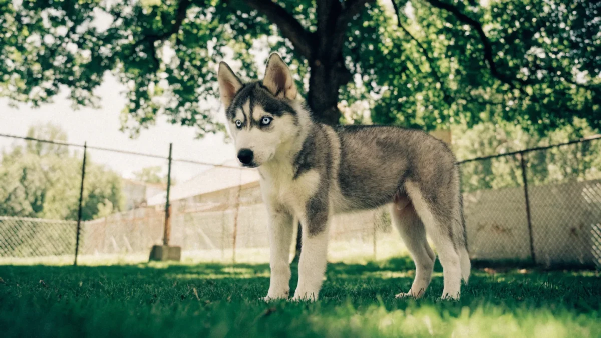 Siberian Husky Puppy Buying Guide: What to Look For
