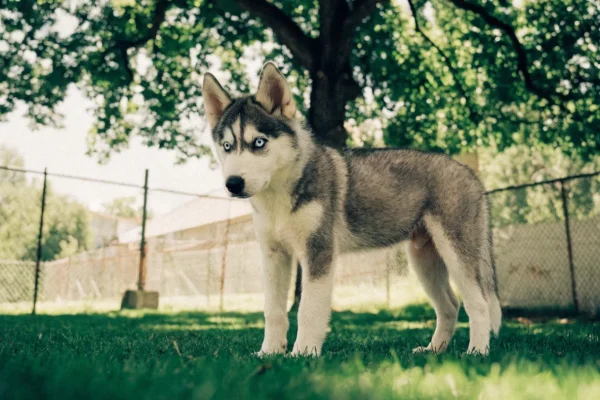 Siberian Husky puppy standing on grass in a backyard