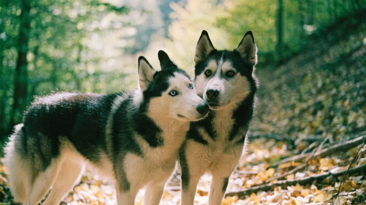 Siberian Husky Temperament: Independent, Vocal, and Built to Run