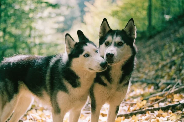 Two Siberian Huskies playing together on an autumn forest trail with fallen leaves