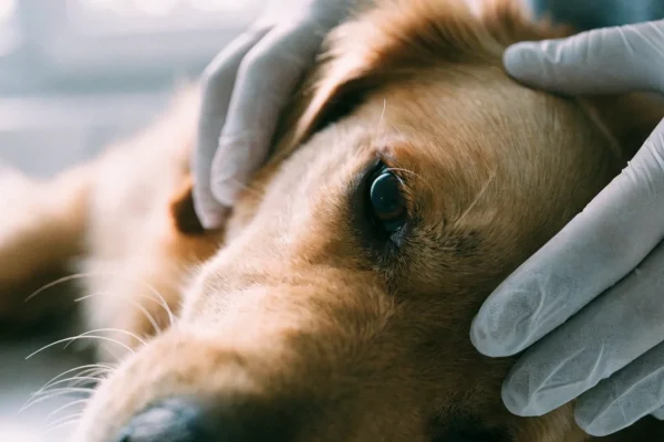 Sick golden retriever on veterinary exam table being examined