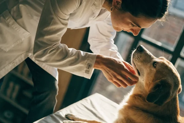 Veterinarian examining a dog's skin during a dermatological assessment