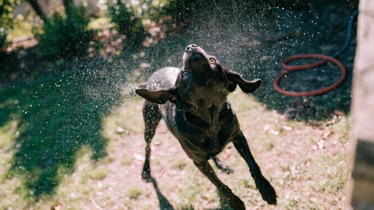 Complete Guide to Grooming Smooth and Short-Coated Dogs