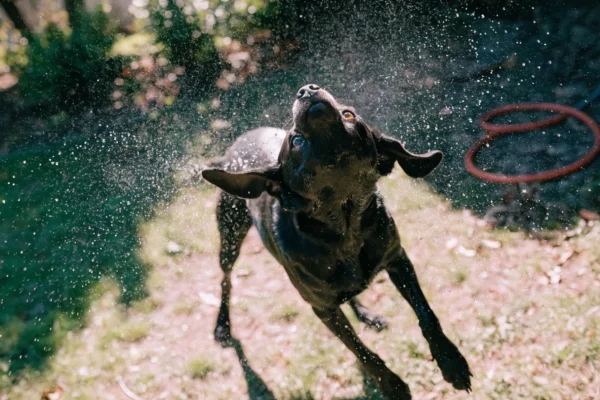 Short-coated Labrador Retriever shaking off water outdoors after a bath, coat gleaming in sunlight