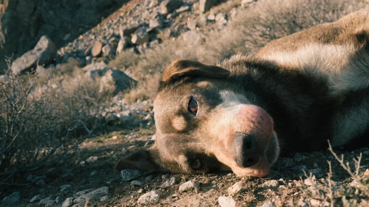 Dog with swollen muzzle resting on rocky trail, possible snakebite