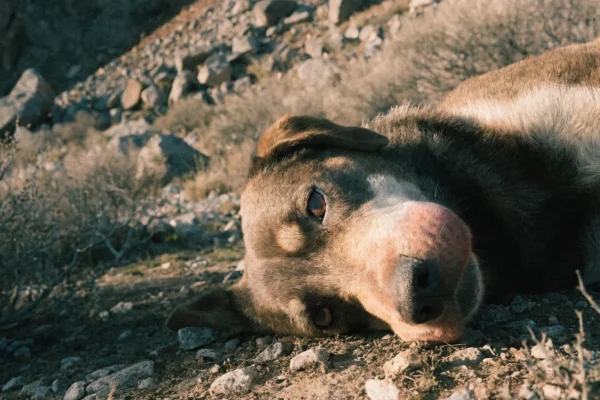 Dog with swollen muzzle resting on rocky trail, possible snakebite