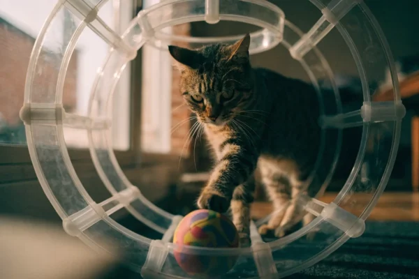 Tabby cat playing with a multi-level ball track toy on a living room floor