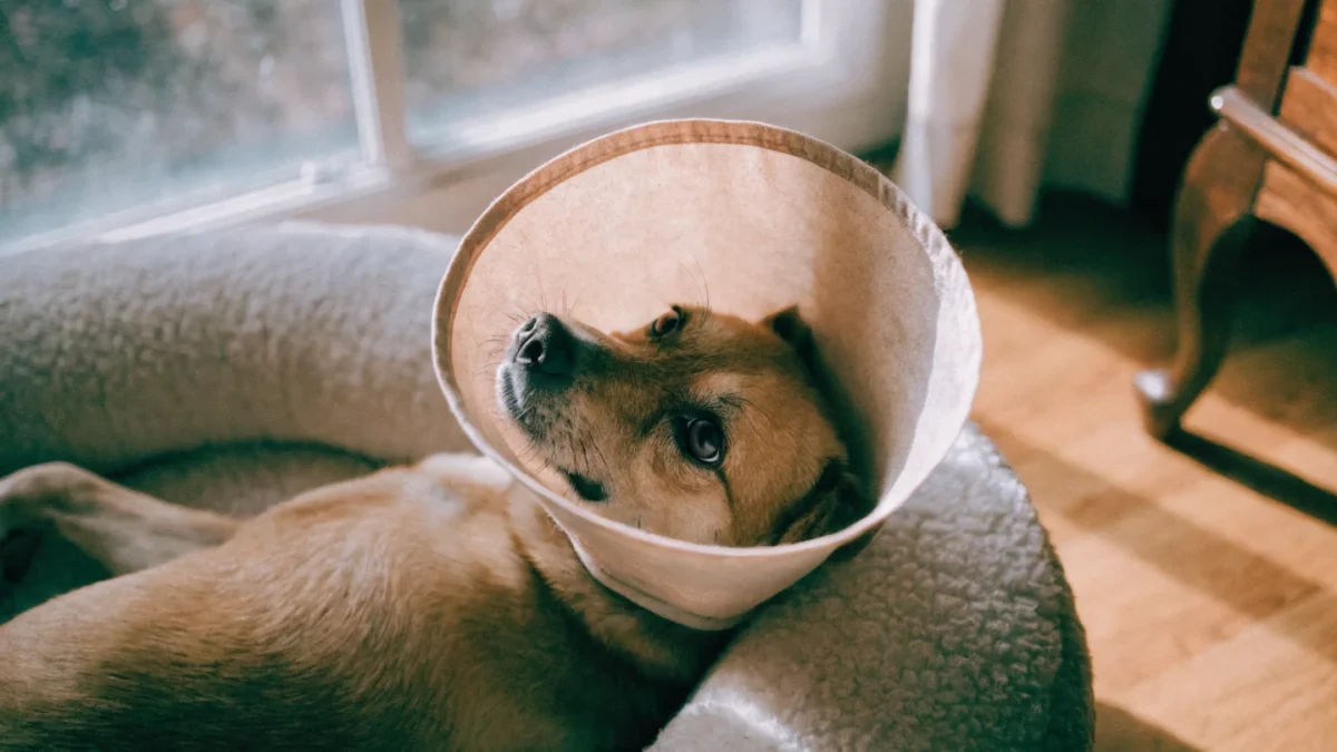 Spay and Neuter Recovery: Surgery Aftercare Guide