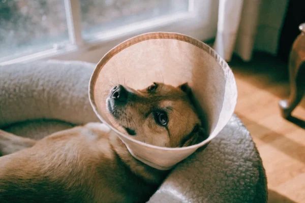 Small dog wearing a soft recovery cone resting on a dog bed in a living room