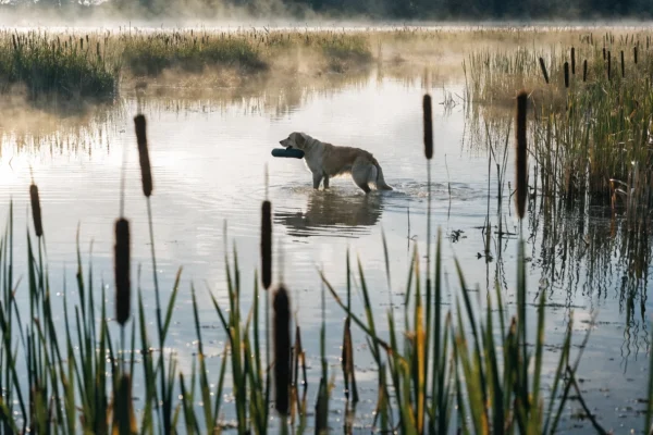 Golden Retriever carrying a training bumper through shallow marsh water at dawn with misty background