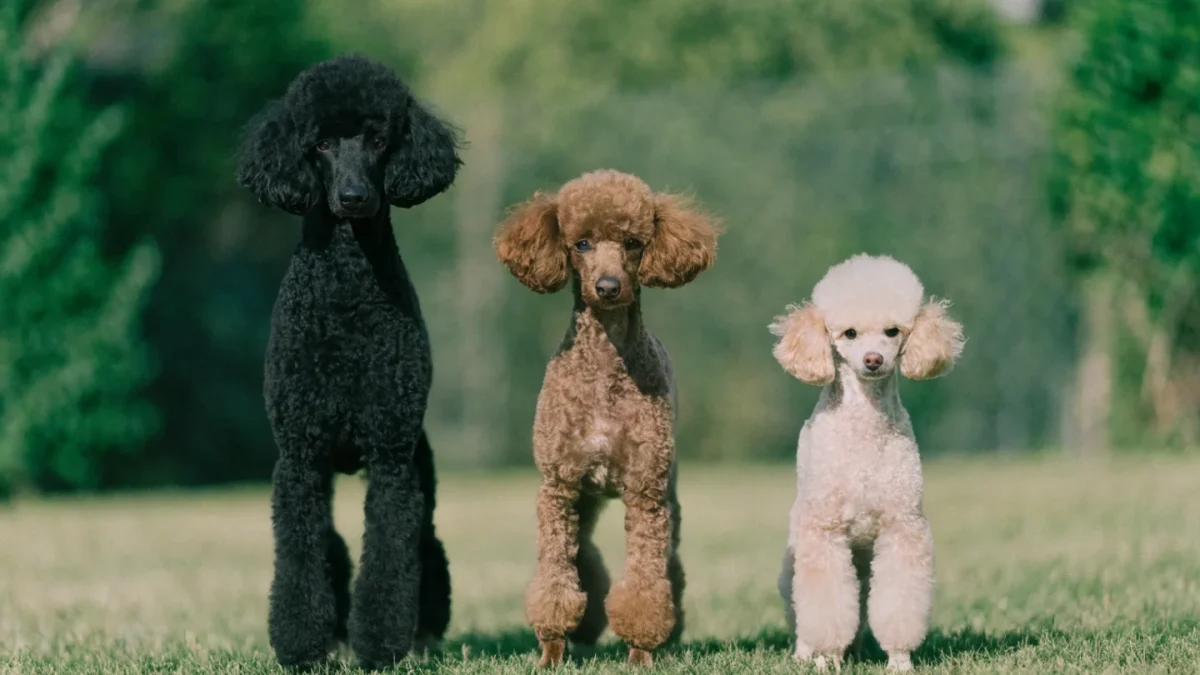 Standard vs Miniature vs Toy Poodle: Size Differences That Actually Matter