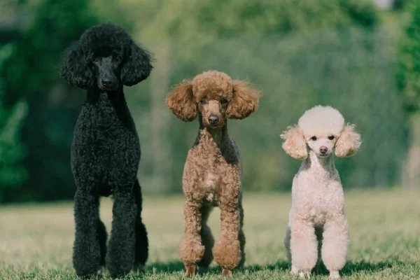 Standard, Miniature, and Toy Poodle standing side by side showing their size progression