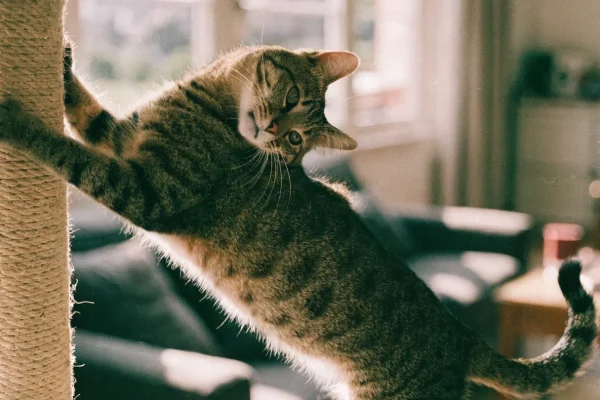 Tabby cat stretching up and using a sisal scratching post in a sunlit living room