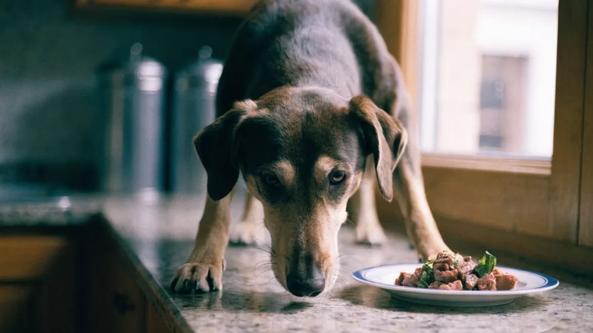 Counter Surfing: How to Stop Your Dog From Stealing Food