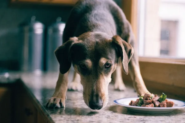 Dog counter surfing by putting paws on kitchen counter