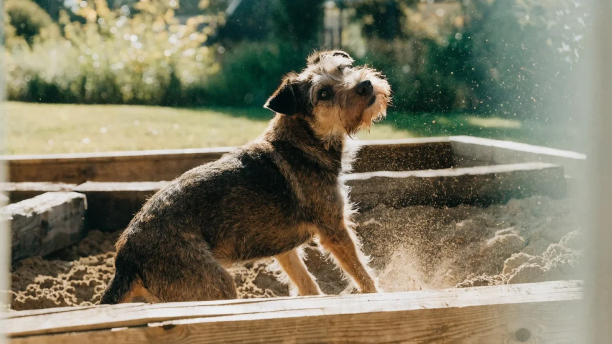 How to Stop a Dog From Digging Up the Yard