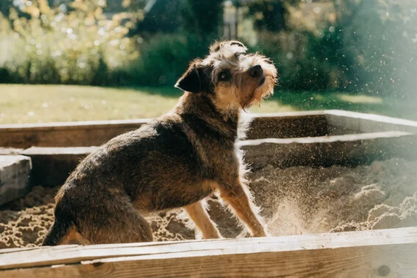 Terrier digging in a designated dig zone sandbox in backyard