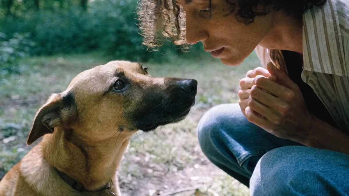 How to Stop a Dog From Jumping on People: A Positive Approach