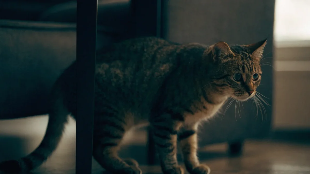 Stress and Anxiety in Cats: Why Cats Are Master Hiders of Distress