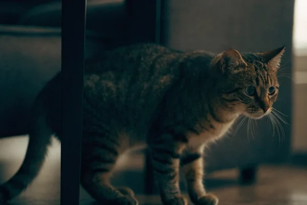 Stressed tabby cat hiding in a dark corner behind furniture