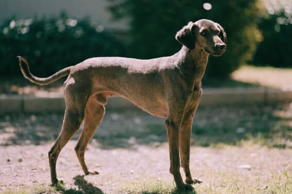 Standard Poodle with summer haircut outdoors in sun