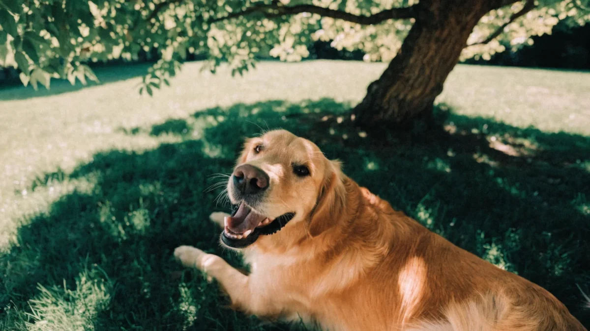 Summer Safety for Dogs and Cats: The Complete Hot Weather Guide