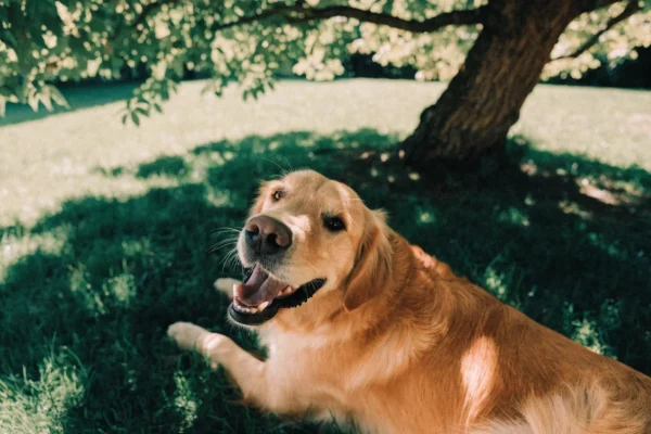 Golden retriever lying in shade on a hot summer day with mouth open panting
